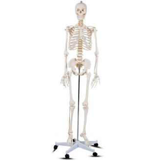 Anatomický model kostry so stojanom