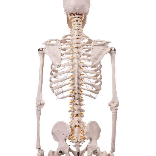 Anatomický model kostry so stojanom