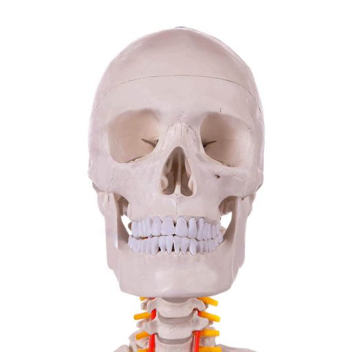 Anatomický model kostry so stojanom