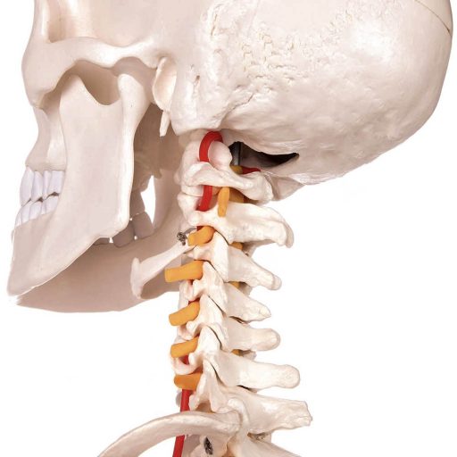 Anatomický model kostry so stojanom