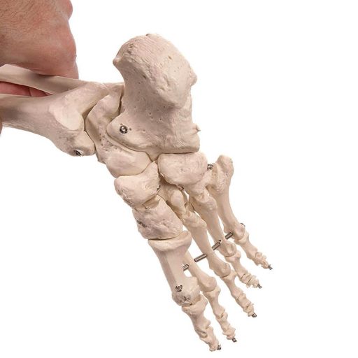 Anatomický model kostry so stojanom