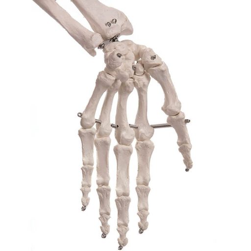 Anatomický model kostry so stojanom